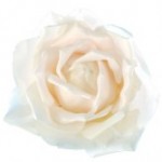 Rose blanche pour vitrine